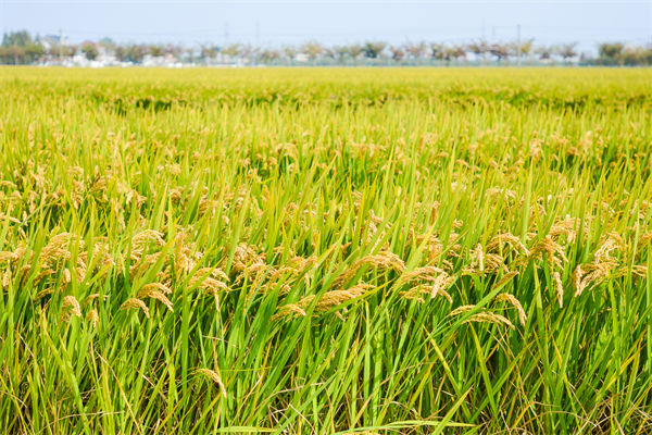 製造業分析：再這樣熱下去，全球的早餐都“懸了”