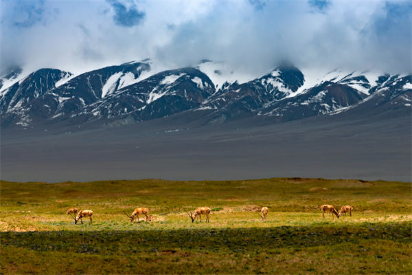 數（shù）字（zì）化分析（xī）：可可（kě）西裏無人區來了一隻機器藏羚羊