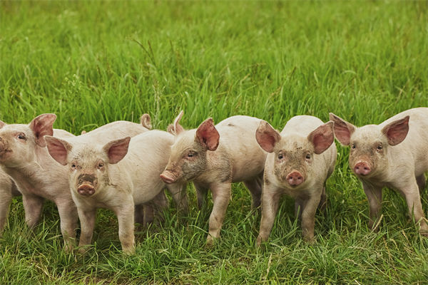 企業年度經營計（jì）劃（huá）管理分析：養殖戶養一頭豬虧36元