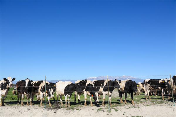 常溫（wēn）純牛奶中禁止添加（jiā）複原（yuán）乳，集成（chéng）供（gòng）應鏈怎麽看？